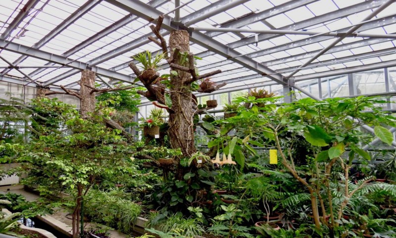 Excursie la Grădina Botanică Jibou Excursie la Grădina Botanică Jibou